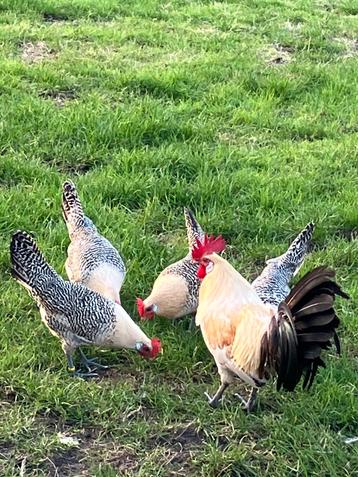 Broedeieren Friese kippen Fryske Hinnen. beschikbaar voor biedingen