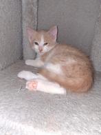 Prachtige Maine Coon kruising Europees kort haar kitten, Dieren en Toebehoren, Kater, Langharig, 0 tot 2 jaar