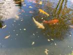 4 stuks koi karpers., Dieren en Toebehoren, Karper of Koi