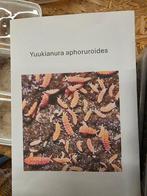 Oranje springstaartjes, Dieren en Toebehoren, Ophalen of Verzenden, Zo goed als nieuw, Overige typen