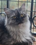 Lieve en sociale Emily ter adoptie., Poes, Gechipt