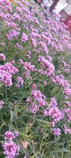 Verbena ijzerhard vlinderlokker, Ophalen of Verzenden, Zomer, Overige soorten, Volle zon