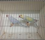 Mooie koppel halsbandparkieten, Dieren en Toebehoren, Meerdere dieren, Parkiet