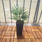 Palm Trachycarpus princeps x wagnerianus F1, Tuin en Terras, Planten | Tuinplanten, Volle zon, Vaste plant, Lente, Ophalen