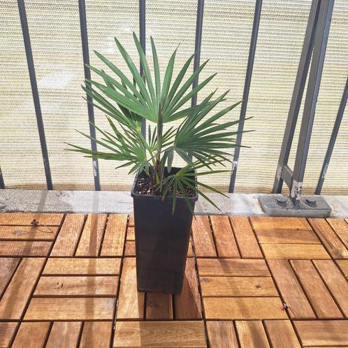 Palm Trachycarpus princeps x wagnerianus F1, Tuin en Terras, Planten | Tuinplanten, Vaste plant, Overige soorten, Volle zon, Lente
