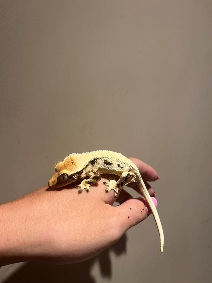 Wimpergekko high lilly white vrouw, Dieren en Toebehoren, Reptielen en Amfibieën, Hagedis, 0 tot 2 jaar, Tam