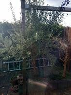 Olijfboom uit border, Tuin en Terras, Planten | Bomen, 100 tot 250 cm, Olijfboom, Zomer, Ophalen