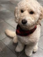 Guus golden doodle DEKREU, Rabiës (hondsdolheid), Reu, Eén hond, Nederland