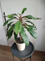 Madagascar Jewel kamerplant 47 cm hoog. Ophalen, Ophalen of Verzenden, Halfschaduw, Minder dan 100 cm