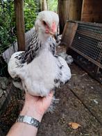Brahma haantjes, Dieren en Toebehoren, Pluimvee, Mannelijk, Kip