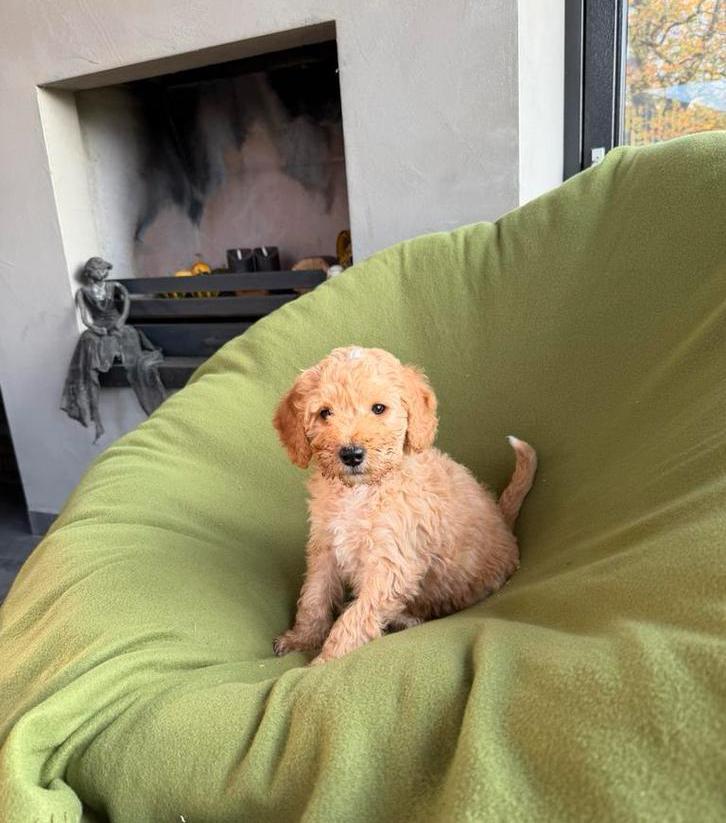Mini Doodle (Dwergpoedel x Labradoodle) pups reutje, Dieren en Toebehoren, Honden | Retrievers, Spaniëls en Waterhonden, Reu, Overige rassen