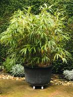 Mooie bamboe in grote koperen bak, Ophalen, Bloeit niet, Overige soorten, Halfschaduw