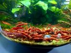 Hoge grade Fire Red garnalen neocaridina, Kreeft, Krab of Garnaal, Zoetwatervis, Schoolvis