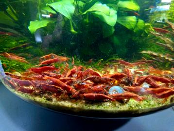 Hoge grade Fire Red garnalen neocaridina  beschikbaar voor biedingen