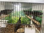 Calafornische Kuifkwartels - per koppel - Te koop, Meerdere dieren, Eend
