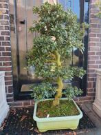 Satsuki Azalea Bonsai 105cm, Tuin en Terras, Planten | Bomen, Ophalen, Bloeit niet, Halfschaduw, Overige soorten