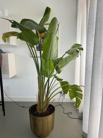 Strelitzia Nicolai 200 cm. beschikbaar voor biedingen