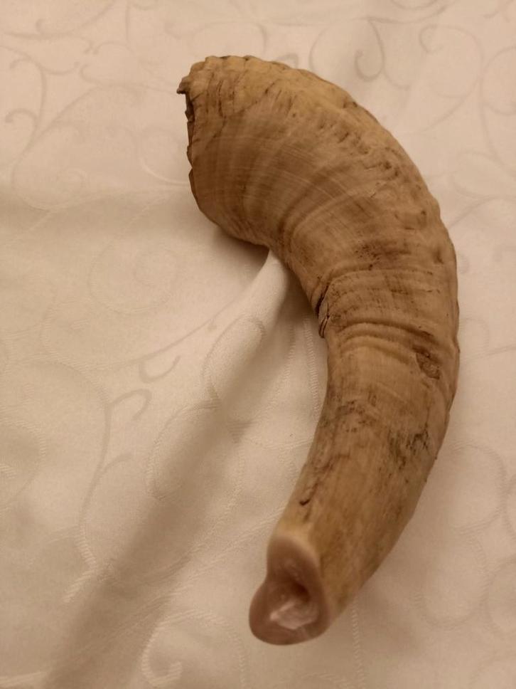 Ramshoorn - Decoratief object (shofar), Antiek en Kunst, Antiek | Overige Antiek, Ophalen of Verzenden