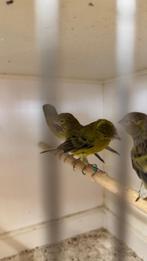 Raza Espanol, Zebravinken en Five Fancys, Dieren en Toebehoren, Vogels | Kanaries, Meerdere dieren, Postuurkanarie