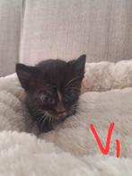 Kittens aangeboden, Dieren en Toebehoren, Katten en Kittens | Overige Katten