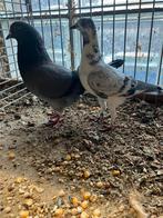 Gratis: Wener hoogvlieger + Tippler, Dieren en Toebehoren, Vogels | Duiven, Overige soorten