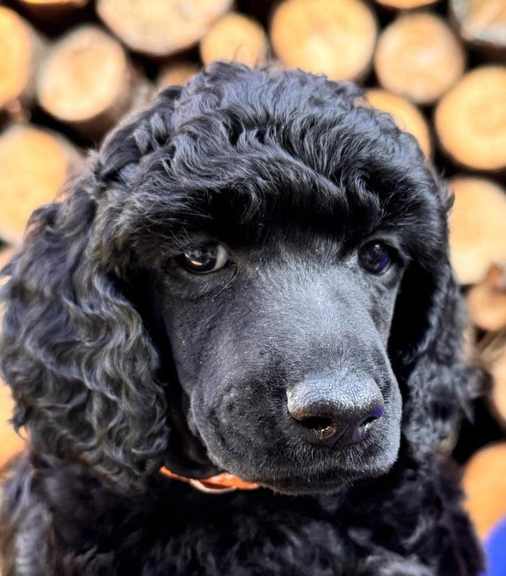 Grote en Kleine Poedels met stamboom, Dieren en Toebehoren, Honden | Chihuahua's en Gezelschapshonden, Meerdere dieren, Poedel