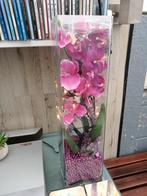 Orchidee in glazen pot, Gebruikt, Ophalen