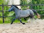 3 jarige Welsh ruin, Ruin, 3 tot 6 jaar, Gechipt, B pony (1.17m tot 1.27m)
