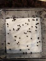 Psg 270 eitjes. 20 eitjes voor maar 5 euro!, Dieren en Toebehoren, Insecten en Spinnen, Wandelende tak