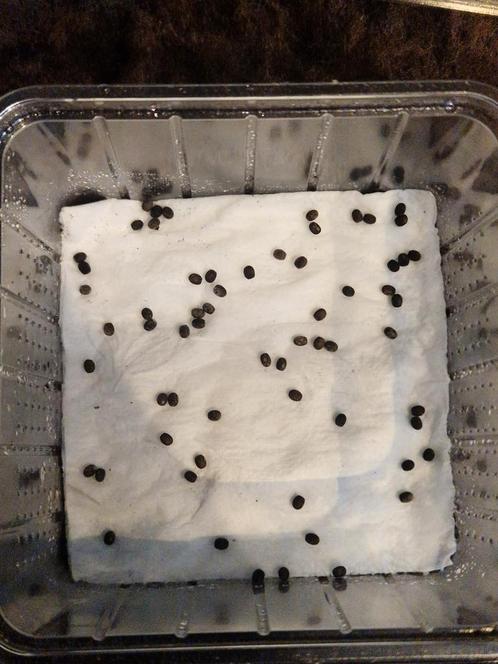 Psg 270 eitjes. 20 eitjes voor maar 5 euro!, Dieren en Toebehoren, Insecten en Spinnen, Wandelende tak