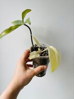 Philodendron florida ghost plantje geworteld, Huis en Inrichting, Kamerplanten, Ophalen of Verzenden