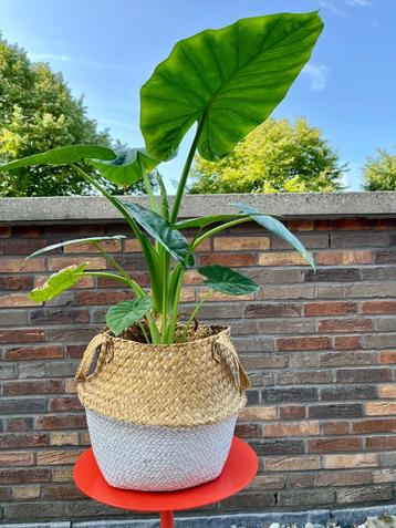 Kamerplant | Plant | Alocasia | Olifantsoor | Plantenmand beschikbaar voor biedingen