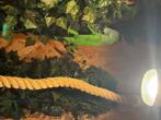 Groene leguaan, Dieren en Toebehoren, Reptielen en Amfibieën, Hagedis, Met terrarium, 3 tot 6 jaar