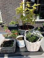 Tuinplanten in kweek en sier bloempotten plantenbakken alles, Ophalen of Verzenden, Overige soorten, Volle zon