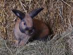 Raskonijnen middelgroot | Verschillende soorten | Deskundi, Dieren en Toebehoren, Konijnen, Meerdere dieren, Dwerg, 0 tot 2 jaar