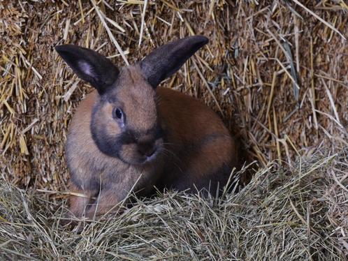 Raskonijnen middelgroot | Verschillende soorten | Deskundi, Dieren en Toebehoren, Konijnen, Dwerg, Meerdere dieren, 0 tot 2 jaar