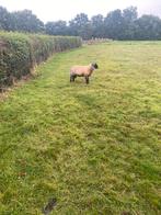 Bok.  Suffolk x engelse texelaar, Dieren en Toebehoren, Mannelijk, Schaap