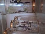 glas, Antiek en Kunst, Ophalen of Verzenden