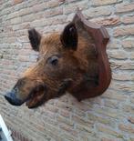 Opgezette kop zwijn taxidermy Veluwe jacht schedel gewei, Verzamelen, Dierenverzamelingen, Ophalen, Wild dier, Gewei of Kop