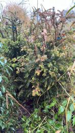 Taxus baccata 100/125 2 stuks, Tuin en Terras, Bloeit niet, Halfschaduw, Minder dan 100 cm, Overige soorten