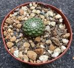 Cactus, Strombocactus, Ophalen of Verzenden, Cactus, Volle zon, Minder dan 100 cm