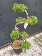 Larix kaempferi bonsai, Tuin en Terras, Planten | Bomen, In pot, Minder dan 100 cm, Overige soorten, Volle zon