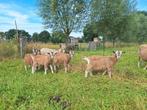 Toggenburger lammeren te koop, Dieren en Toebehoren, Schapen, Geiten en Varkens, Meerdere dieren, Geit, 0 tot 2 jaar