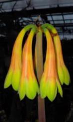 Caudex Cyrtanthus obliquus uit Zuid Afrika potmaat 17 cm, Overige soorten, Ophalen of Verzenden, In pot, Minder dan 100 cm