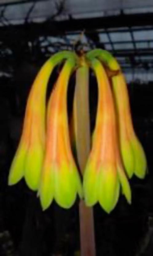 Caudex Cyrtanthus obliquus uit Zuid Afrika potmaat 17 cm, Huis en Inrichting, Kamerplanten, Overige soorten, Minder dan 100 cm