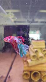 Betta speldens halfmoon candy *hq*, Vis