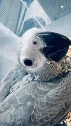 Super Tamme Baby Grijze Roodstaarten 2025, Meerdere dieren, Papegaai, Pratend