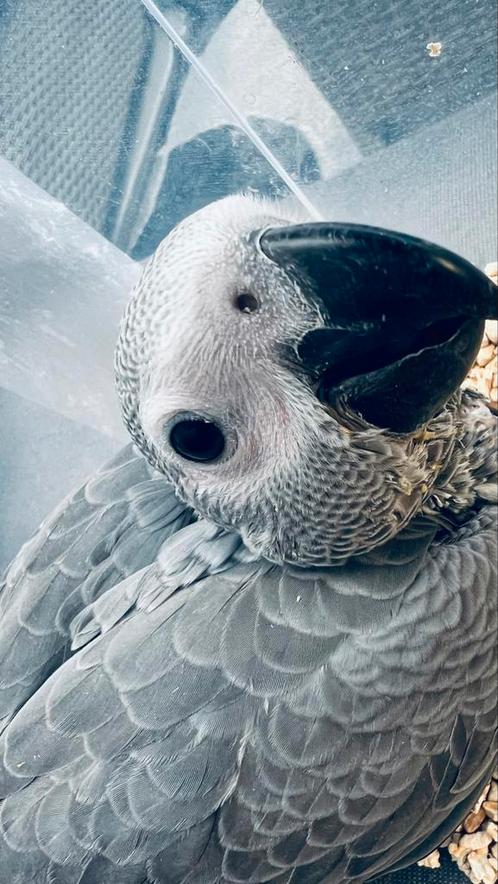 Super Tamme Baby Grijze Roodstaarten 2025, Dieren en Toebehoren, Vogels | Parkieten en Papegaaien, Papegaai, Meerdere dieren, Pratend