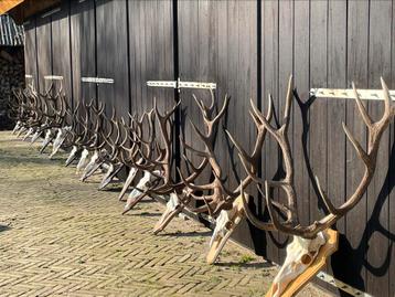 Geweien,hoorns,hertengeweien,edelhert,reebok,schouw,mancave  beschikbaar voor biedingen