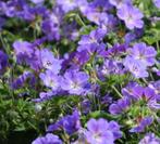 Geranium Rozanne - Ooievaarsbek - Bodembedekker - Geranium, Ophalen of Verzenden, Zomer, Bodembedekkers, Volle zon